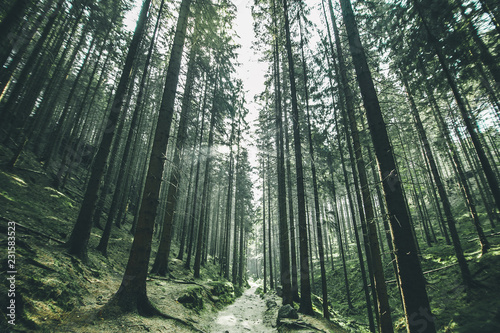 Picturesque view of Hrensko national Park  situated in Bohemian Switzerland  Czech Republic 