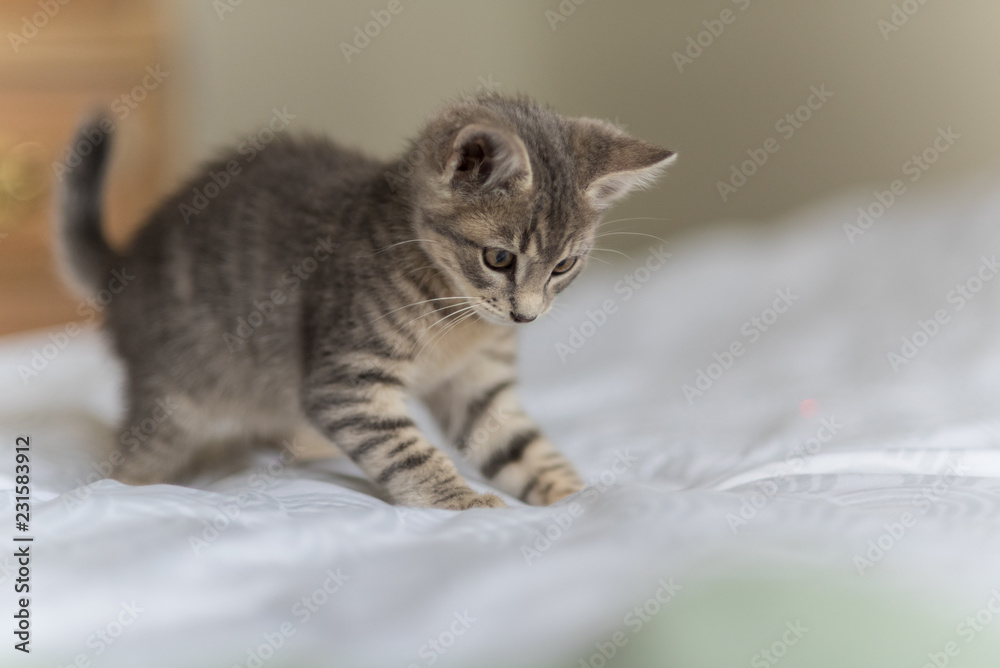Adorable and playful grey tabby kitten pouncing on the bed with furry paws.