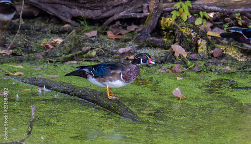 Beautiful Wood Duck at a National Wildlife Refuge.