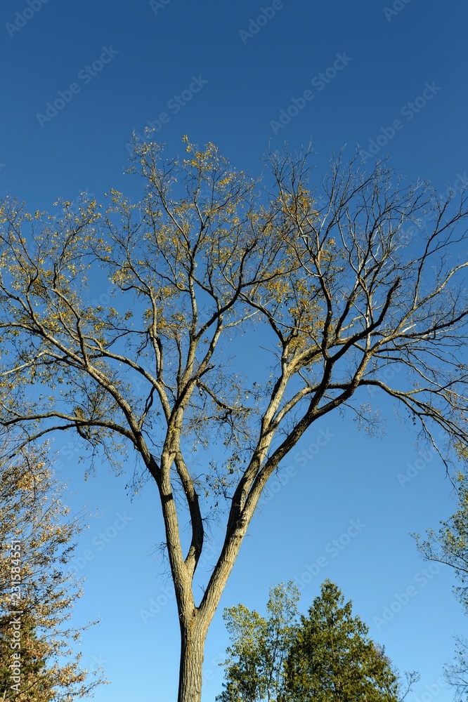 Fall Fall
