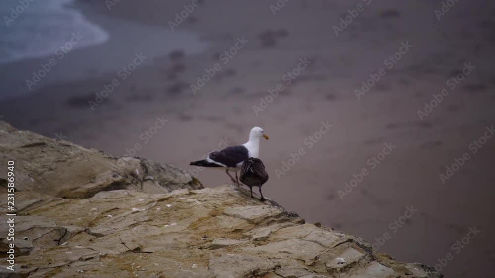 Juvenile and Adult Gull observe the waterline at Natural Bridges State Park