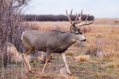Mule Deer Buck in a Field - Wild Deer on the High Plains of Colorado