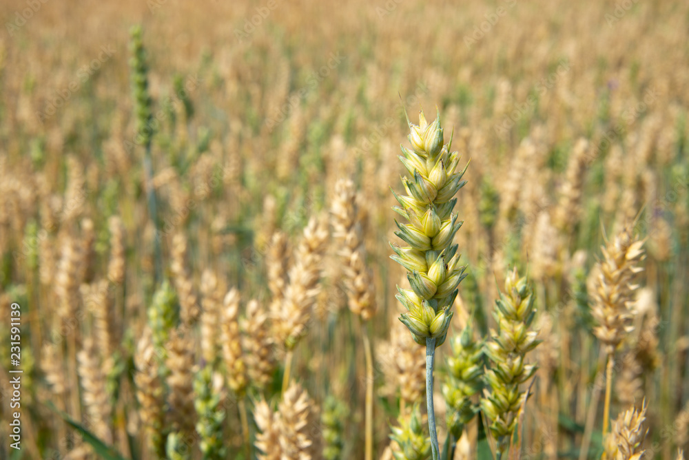 One ear of elite wheat ripening period on the background of a blurred wheat field. One ear of elite wheat ripening period on the background of a blurred wheat field.