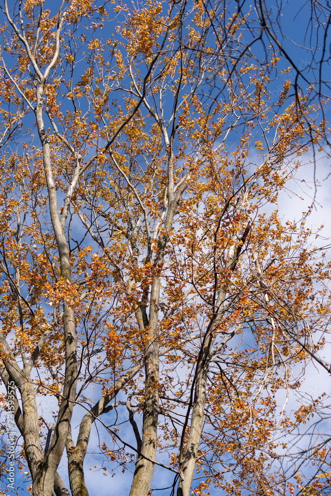 Beautiful birch tree against the blue sky and white cloud Beautiful birch tree against the blue sky and white cloud