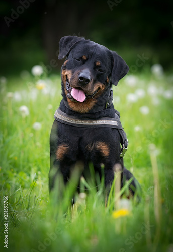 Portrait of a rottweiler with narrowed eyes