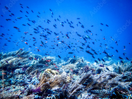 A school of tropical fish swarms over the colorful corals of Komodo National Park off the coast of Flores island  East Nusa Tenggara in Indonesia