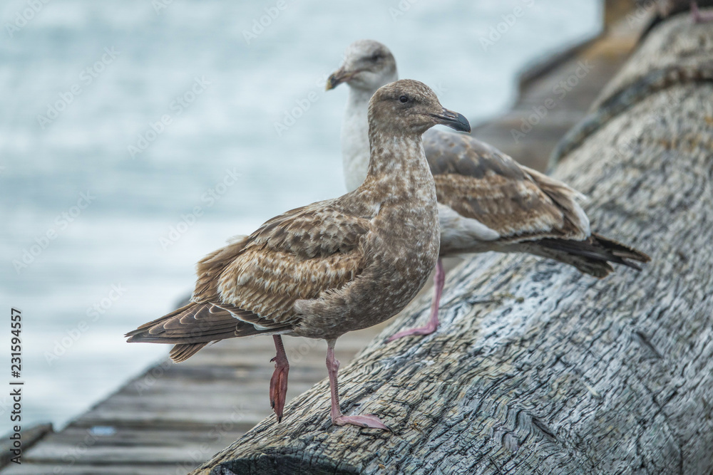 Two funny brown seagulls seating on wood log. Two funny brown seagulls seating on wood log.