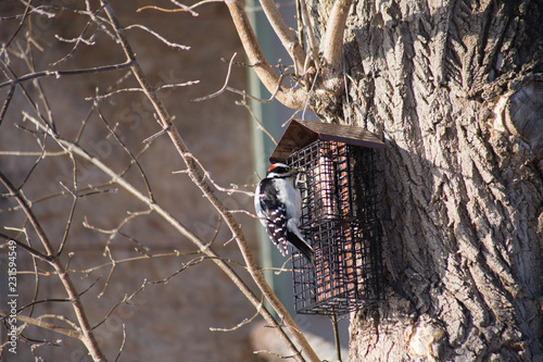 Hairy Woodpecker Feeding