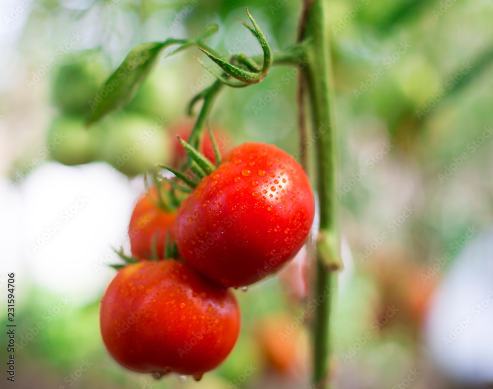 red tomatoes in the dew hanging on the branches and Mature