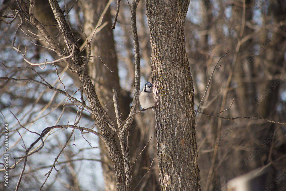 Fototapeta premium Blue Jay