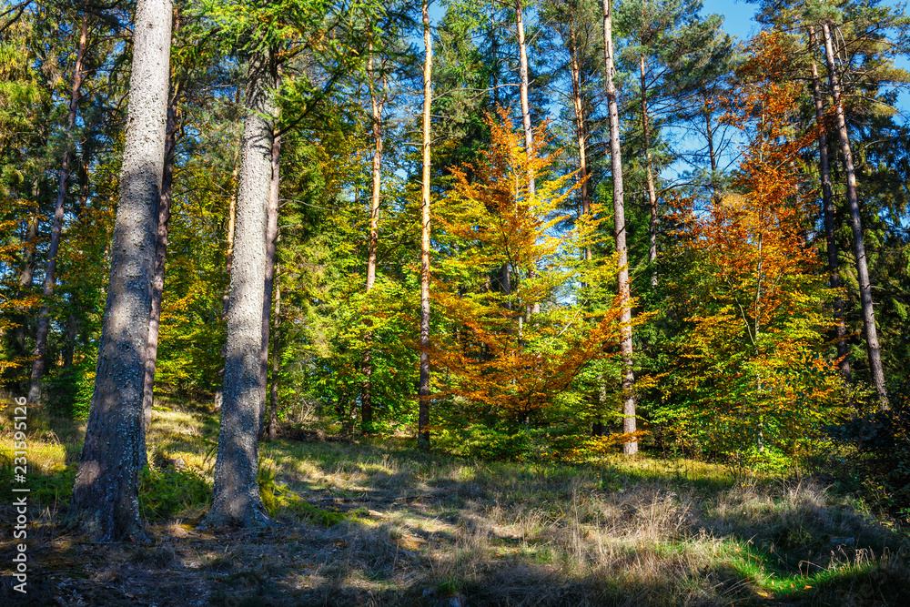 Obraz premium scenic forest of fresh green deciduous trees at sunny day