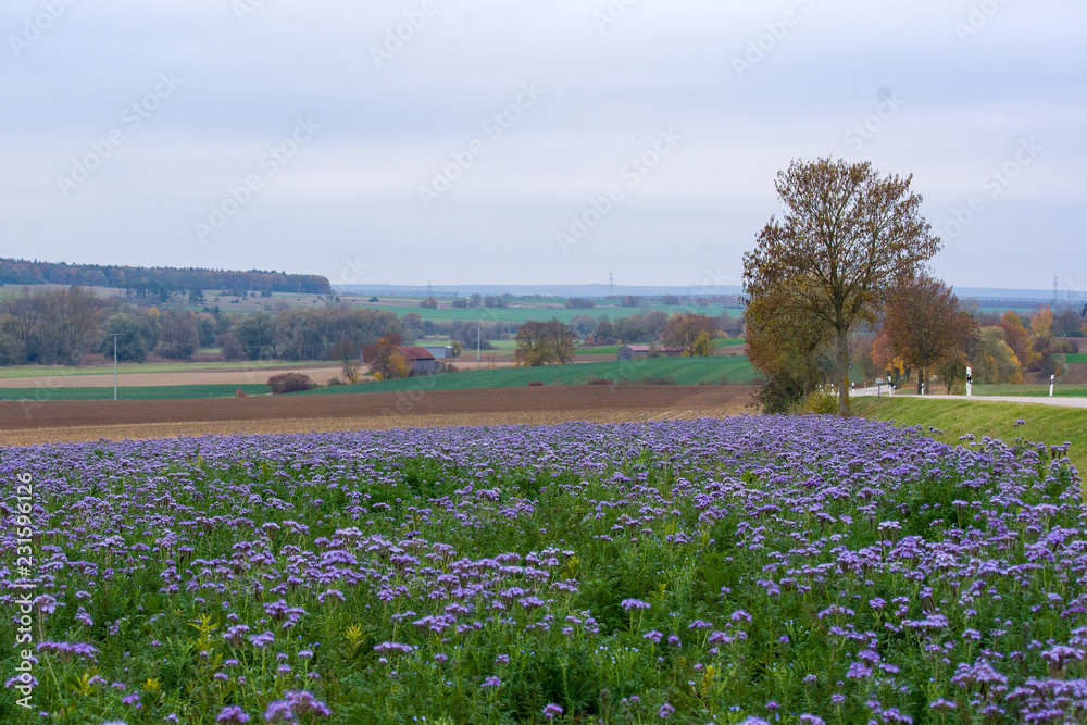 Fototapeta premium Herbst