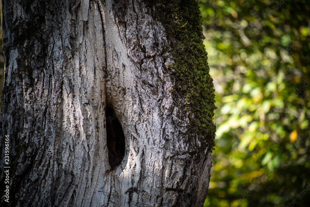 Cracked bark of the old tree overgrown with green moss in autumn forest. Selective focus. Azerbaijan Cracked bark of the old tree overgrown with green moss in autumn forest. Selective focus. Azerbaijan