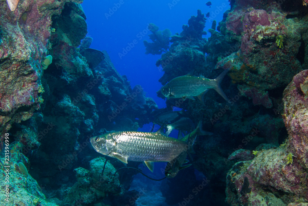 Fototapeta premium Tarpon hanging in the water in a crack in the reef. These large silver fish usually congregate in schools and like to be surrounded by structure. This was taken in Grand Cayman in the Caribbean