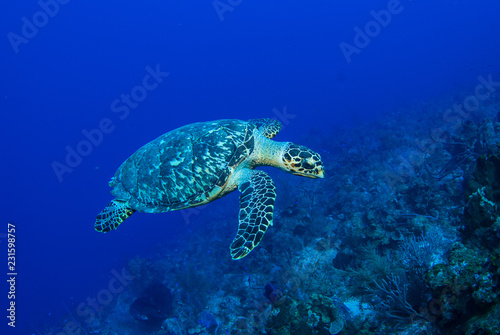 Żółw w ciepłej wodzie Morza Karaibskiego. Ten gad słonej wody cieszy się z ekosystemu dostarczanego przez rafę koralową