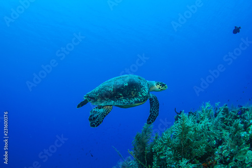 A turtle in the warm water of the Caribbean sea. This salt water reptile is happy on the ecosystem provided by the coral reef