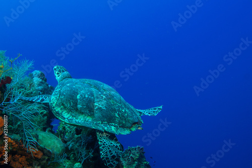 A turtle in the warm water of the Caribbean sea. This salt water reptile is happy on the ecosystem provided by the coral reef