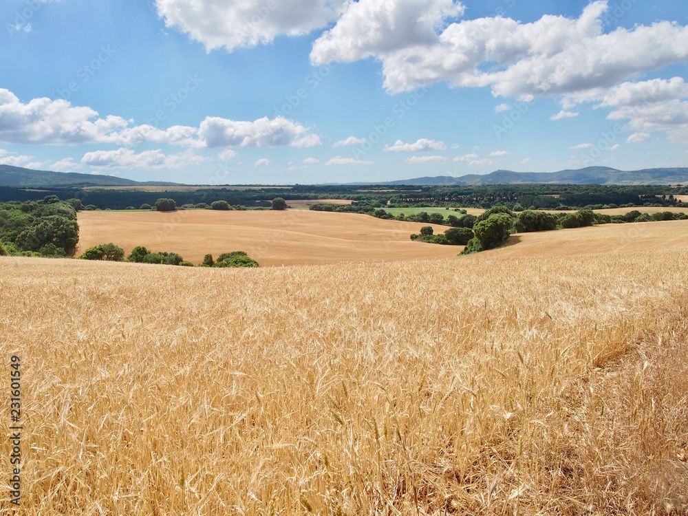 wheat fields on French Way- Camino de Santiago (Spain) a daily picture