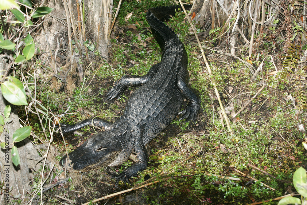 Alligator in the wild in South Florida Alligator in the wild in South Florida