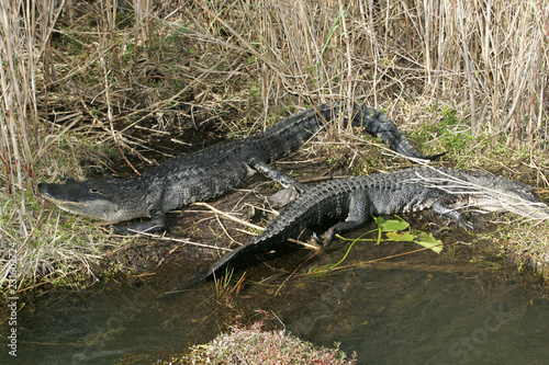 Alligator in the wild in South Florida