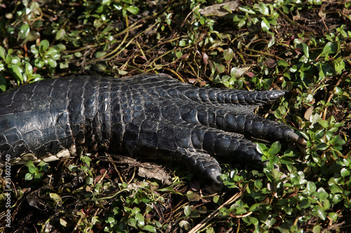 Close up of alligator in South Florida © Michael Bush