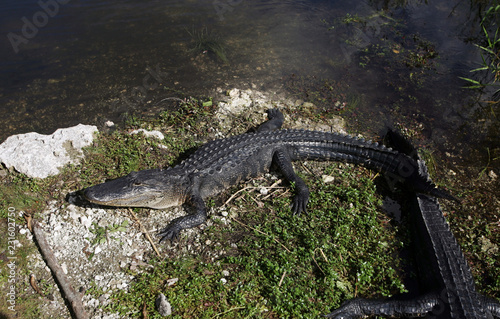 Alligator in the wild in South Florida