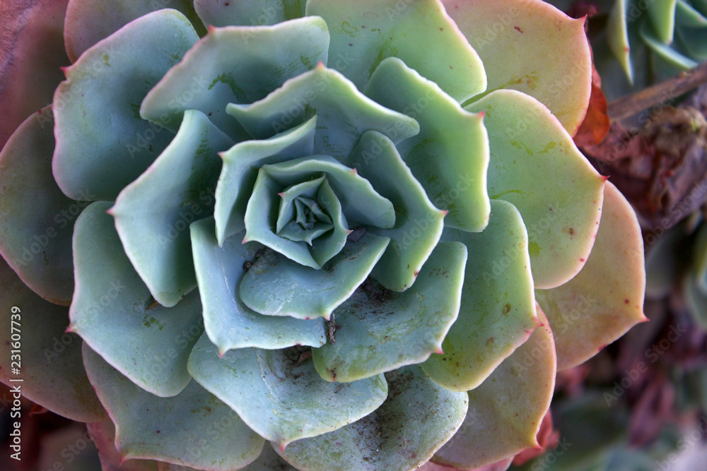 Fototapeta premium Succulent details