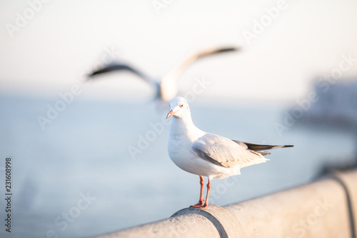 Larus brunnicephalus, Seagull, is a medium to large bird. , Gray or white hair, long mouth, and large feet. Are combined into a large crowd. Trivia along the coast