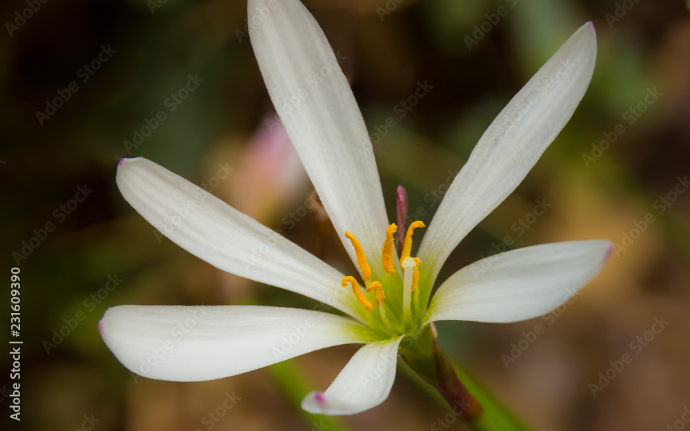 flower on green background flower on green background