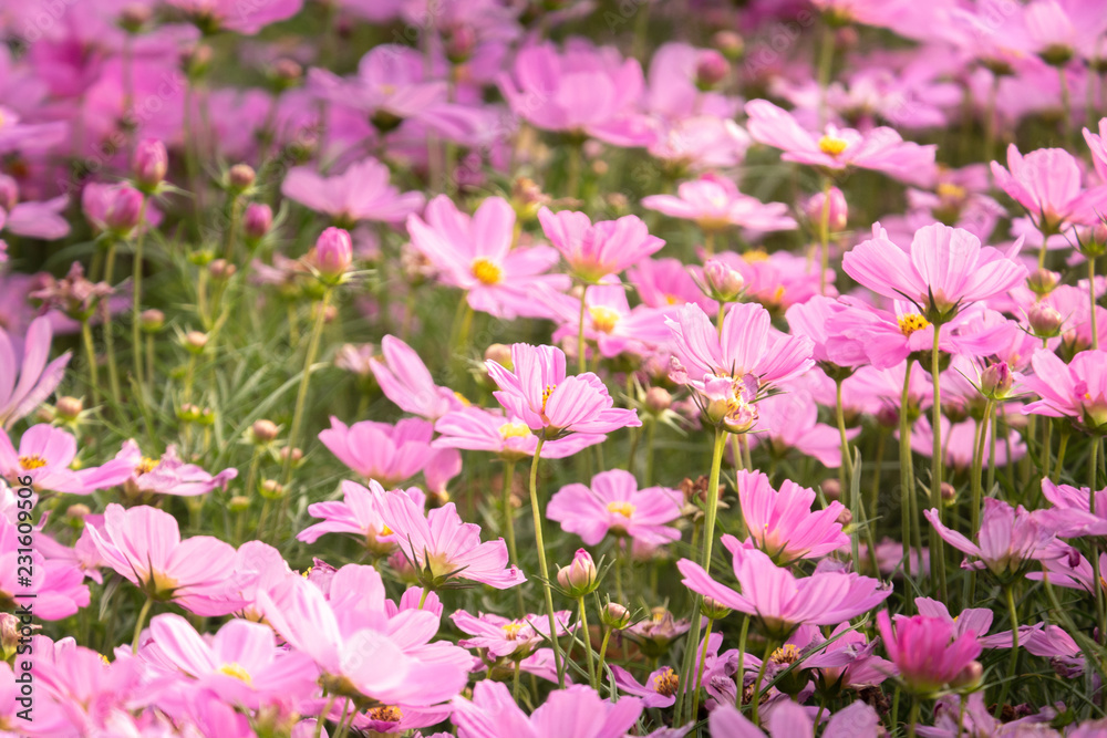 Fototapeta premium cosmos flower field under beautiful light