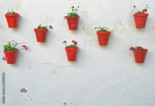 flowers on the wall © Kushch Dmitry