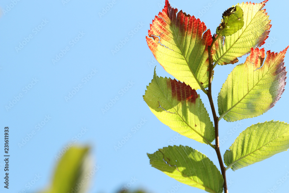 Obraz premium red leaves on blue background in autumn