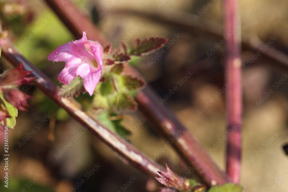 pink wild little flowers in autumn pink wild little flowers in autumn