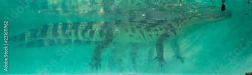 crocodile under water