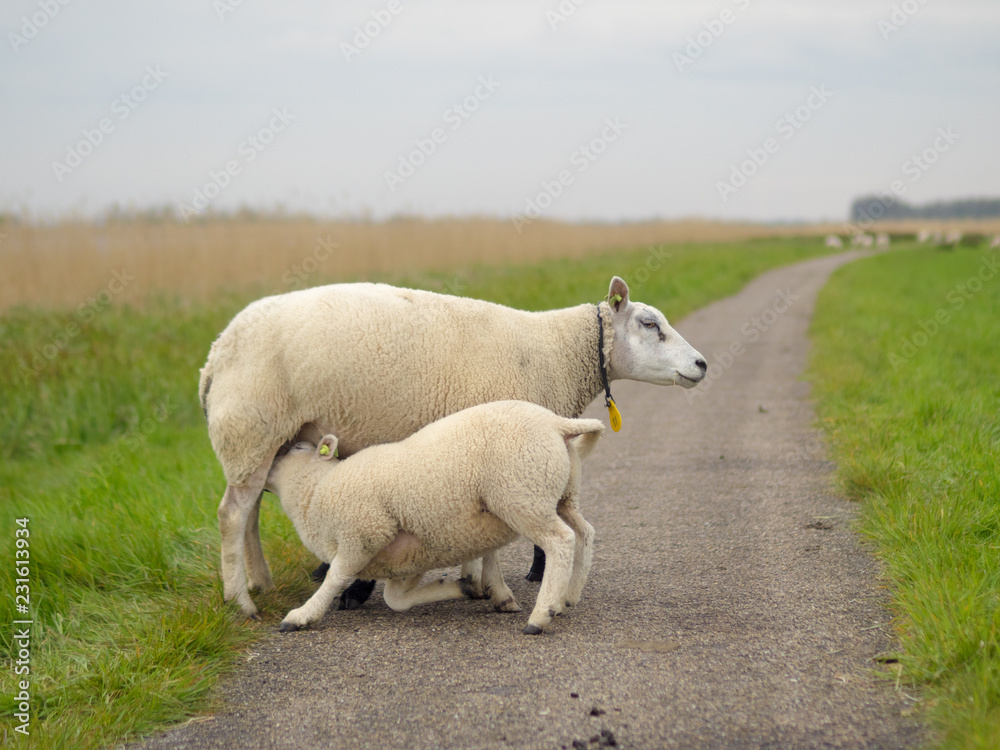 Obraz premium Drinking lamb