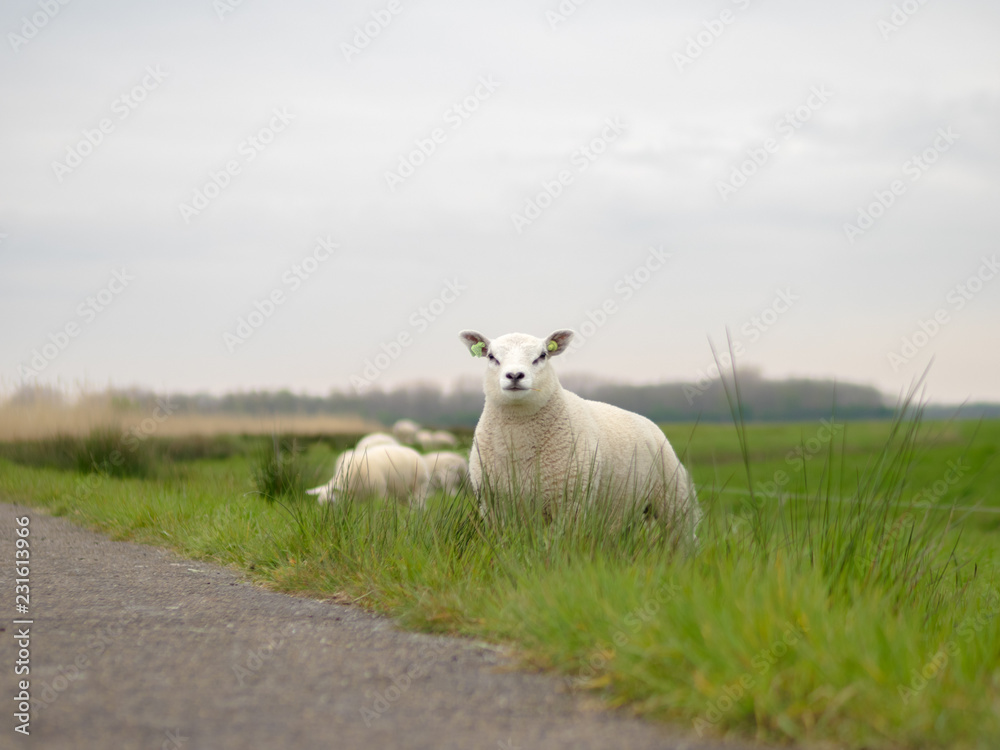 Obraz premium Lambs