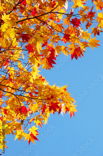 Autumn leaves with the blue sky