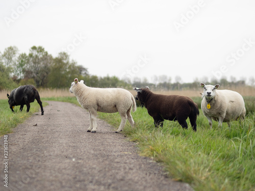 Fototapeta Naklejka Na Ścianę i Meble -  Sheep on a bicycle path