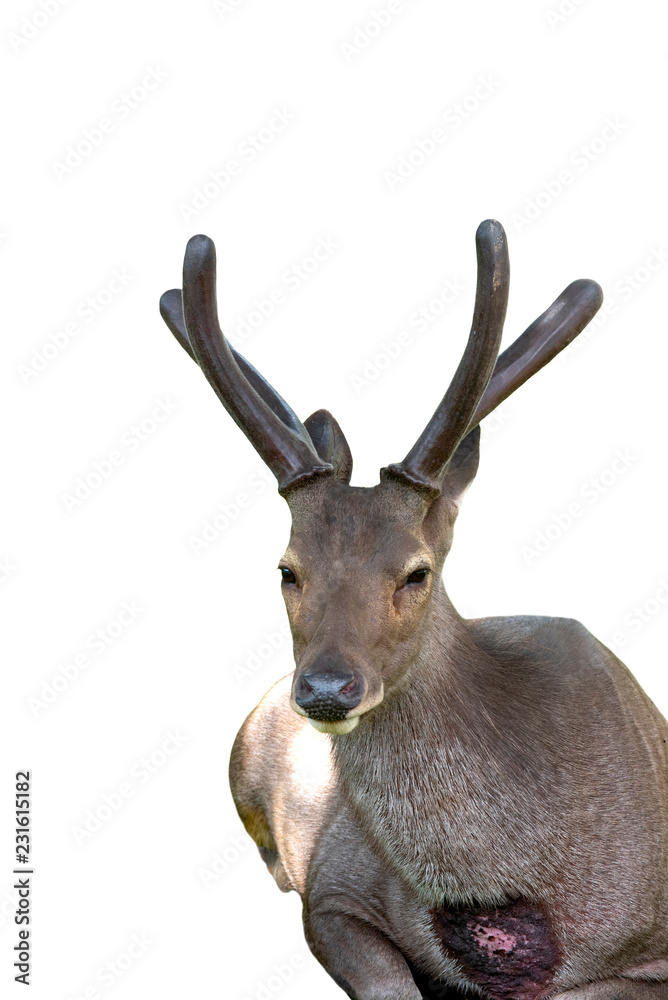 Wild deer isolated on white background