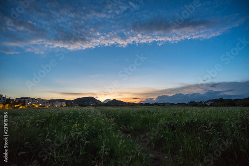 sunset over green field