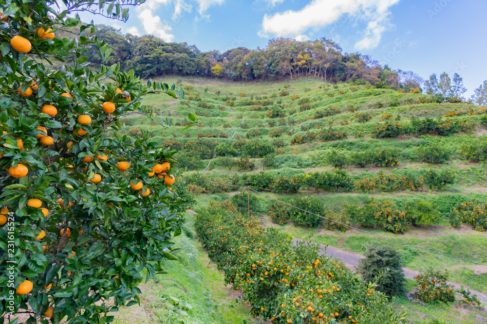 みかん狩り みかん農園 みかん畑 Stock Photo | Adobe Stock