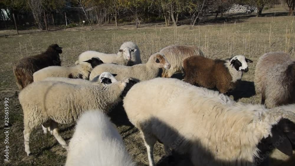 Sheep go pasture in the pasture and graze. Flock of sheep Sheep go pasture in the pasture and graze. Flock of sheep