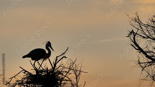 Grey heron, Ardea cinerea, Camargue, France. A grey heron in a tree, ornithological park of Pont de Gau, Camargue, France