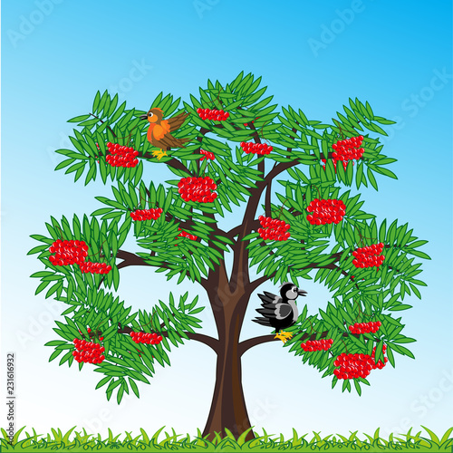 Tree rowanberry with berry year daytime.Vector illustration