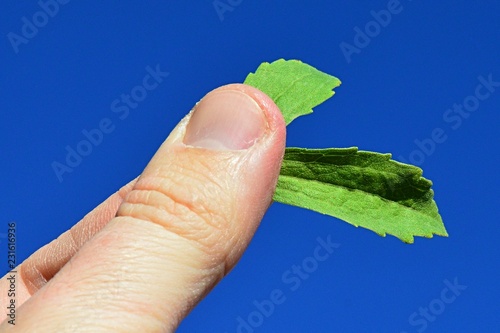 Two fresh green leaves of Stevia plant held in fingertips of adult man, blue skies in background, noon autumn sunshine.  photo