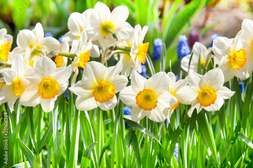 Beautiful daffodil flowers on blurred summer background