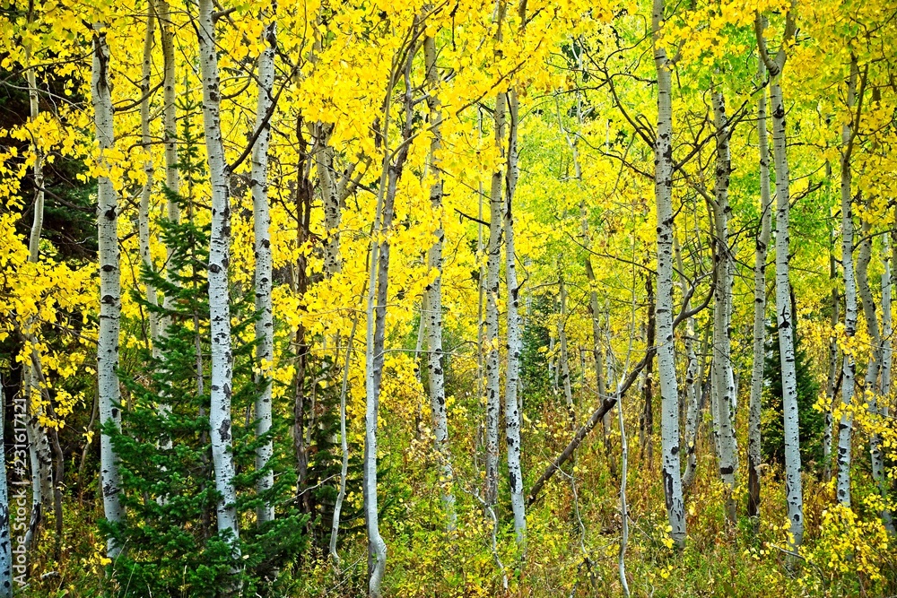 Obraz premium Colorful stand of aspen trees in autumn in Grand Teton National Park.