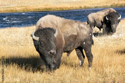 Bull bison during the rut in Yellowstone Park