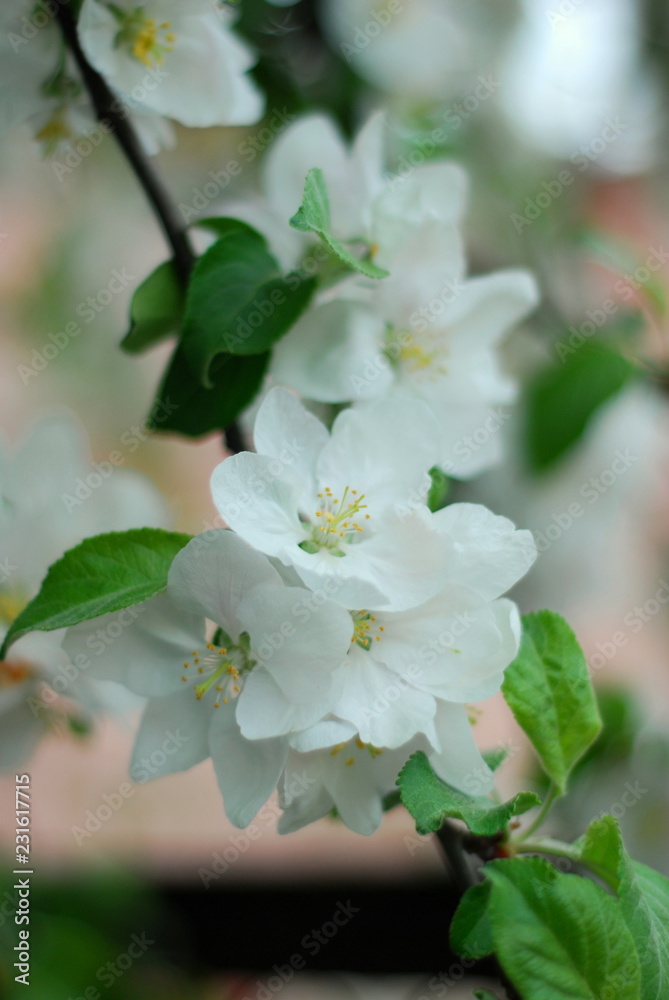 apple tree blossom apple tree blossom