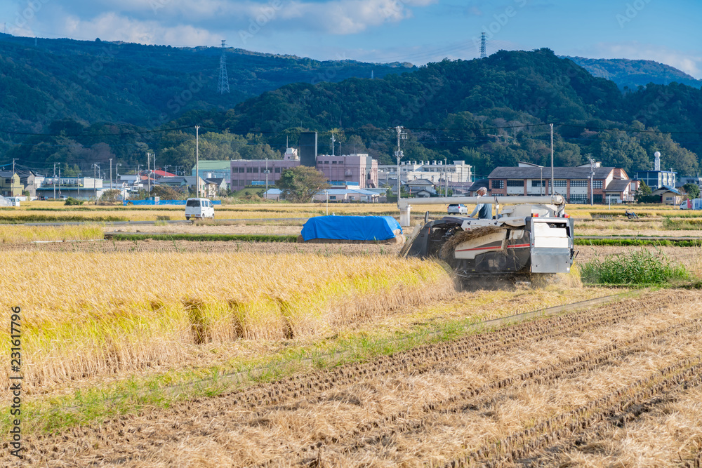 Fototapeta premium 米の収穫 稲穂 秋イメージ